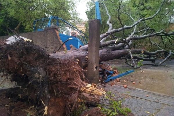 Queda de árvore em Piracicaba